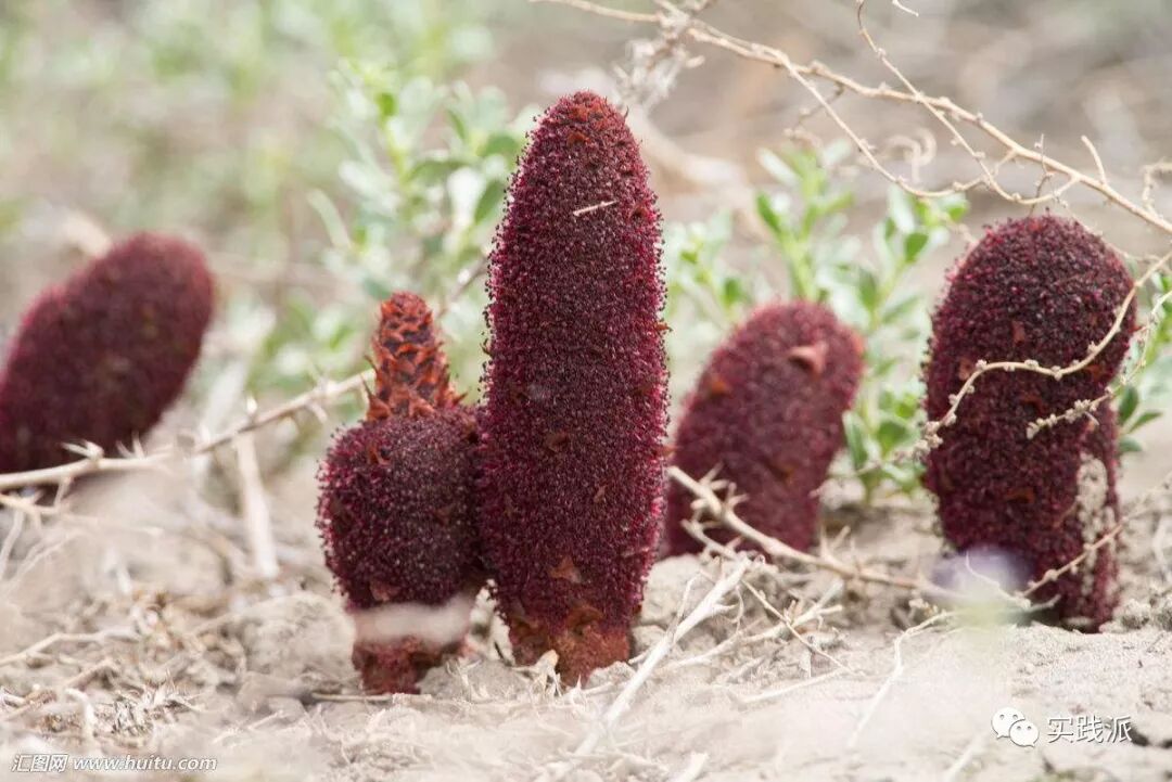 这味中药形似男根，被西方称为东方伟哥，国人却知之甚少