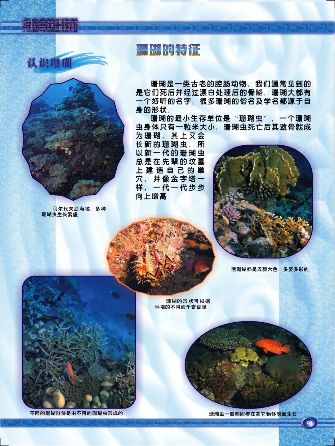 来高要博物馆看海底奇葩珊瑚花