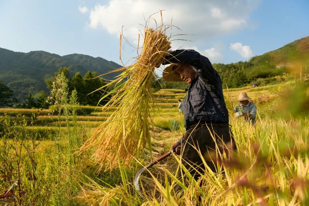 龙头起舞好一幅金色梯田秋收图