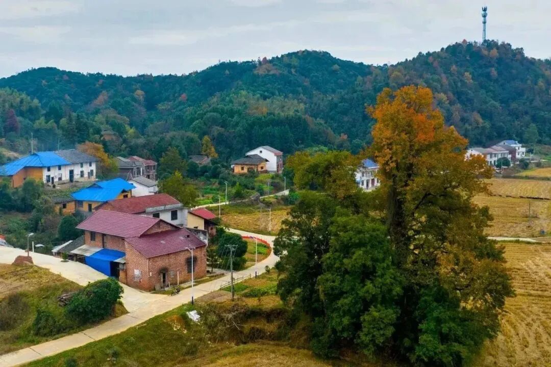 平江好景冬初知最是红橙黄绿时