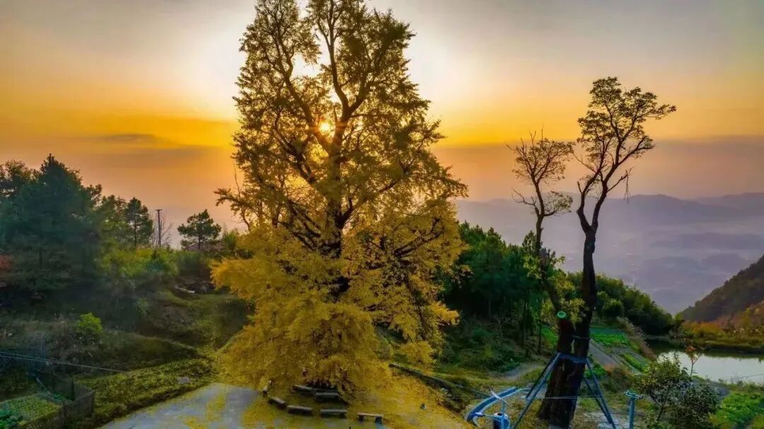 平江好景冬初知最是红橙黄绿时