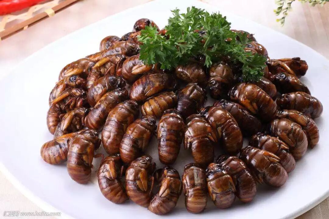 生吃马蜂油炸蜘蛛揭秘云南重口味美食千虫宴