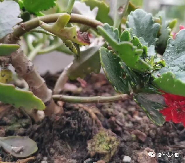 怕室内的盆栽花生虫 就1周喷洒1次 这水 绿盟植物