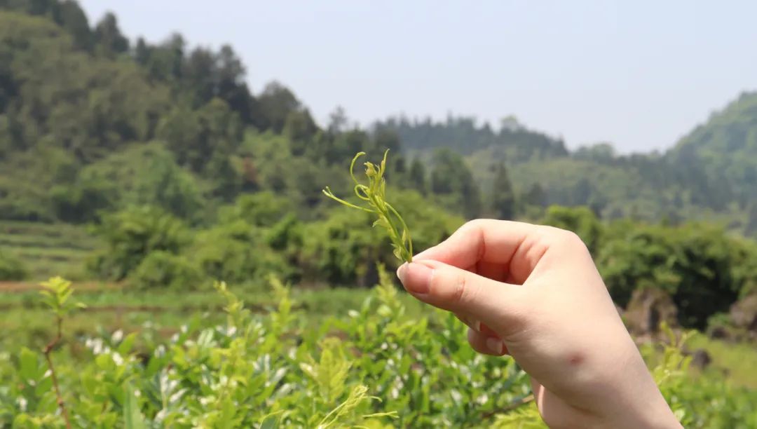 你的血管有「垃圾」嗎？每天這樣做，清除血管垃圾…… 健康 第47張