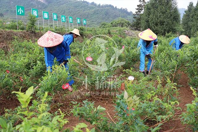 你的血管有「垃圾」嗎？每天這樣做，清除血管垃圾…… 健康 第45張