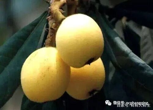 目前最好的枇杷品十大枇杷品种是哪些