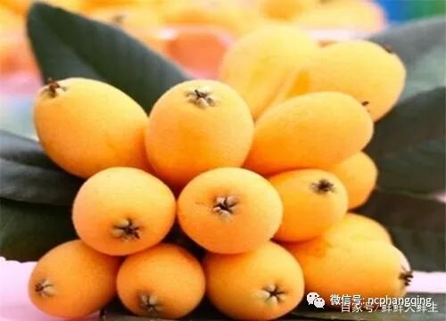 目前最好的枇杷品十大枇杷品种是哪些