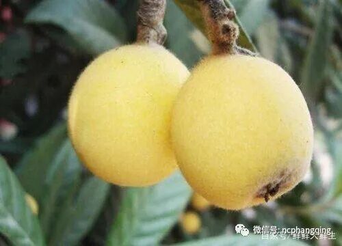 目前最好的枇杷品十大枇杷品种是哪些