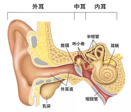 孩子感冒或鼻炎发作后听力下降是怎么回事 怡禾科普 微信公众号文章阅读 Wemp