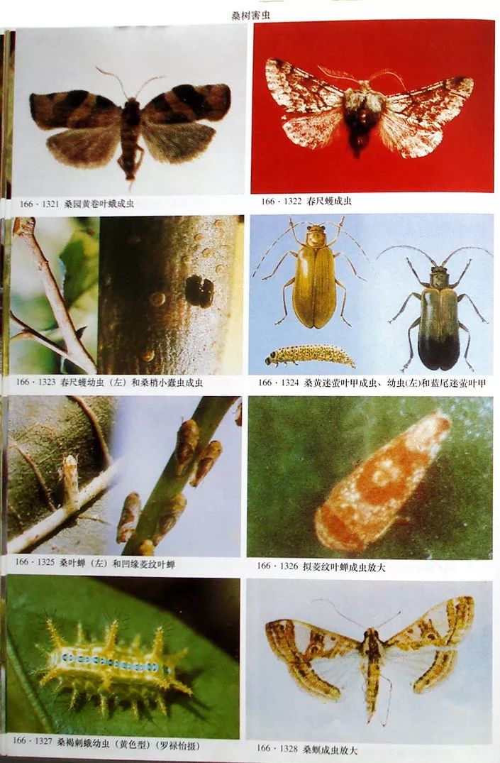 树木害虫名称及图片图片