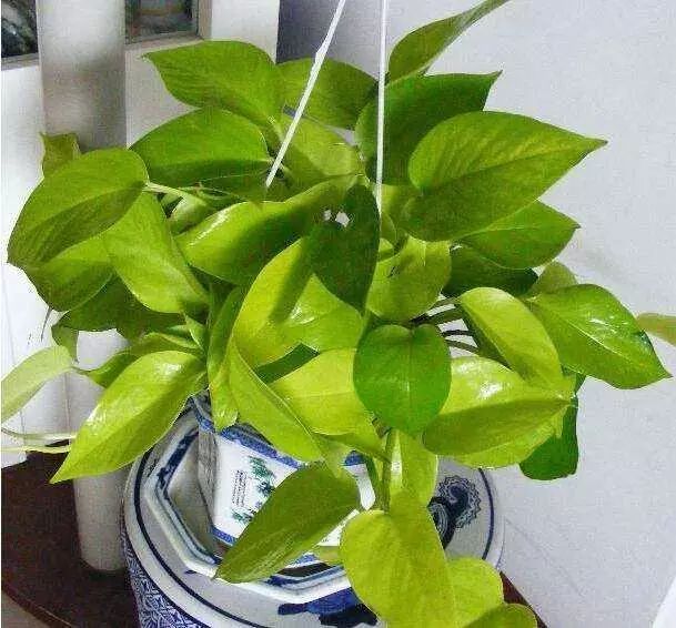 浓郁光亮,一年四季常青,可以起到很好的装饰作用2耐阴,绿萝对光照的