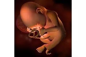 【孕期寶典】新手媽媽們，  你們知道孕期哪個階段容易發生胎兒畸形嗎？ 親子 第9張