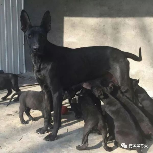 墨界黑狼犬图片黑狼犬价格哪里有卖黑狼犬的 德国黑背犬 微信公众号文章阅读 Wemp