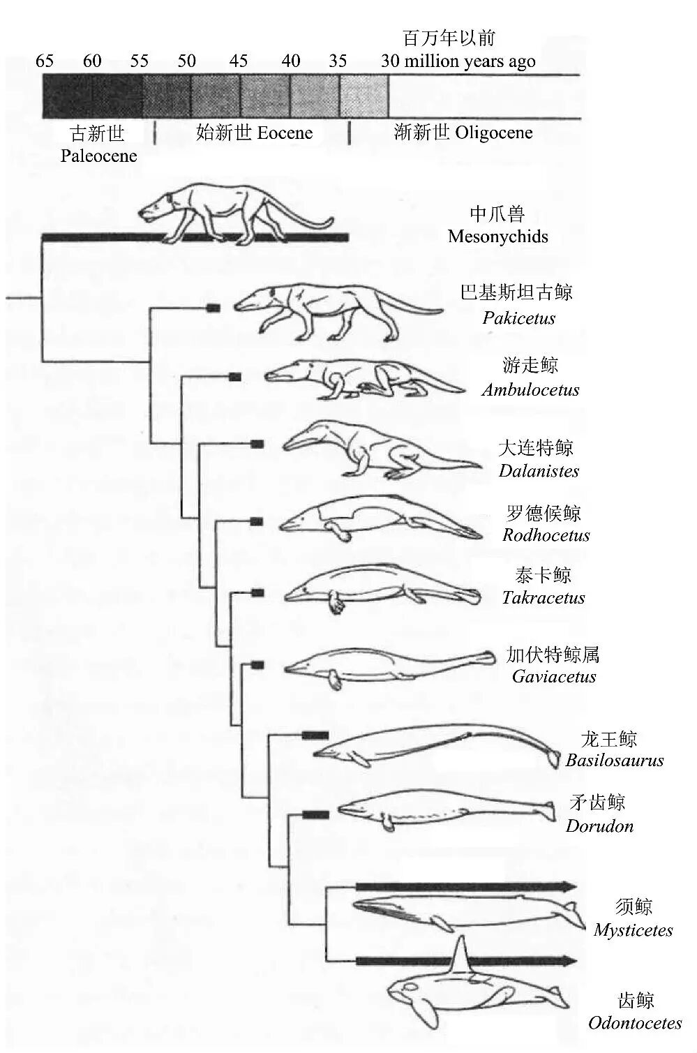北京家装配件价格交流组,人工智能的根本突破与进化有关,拉马克主义之