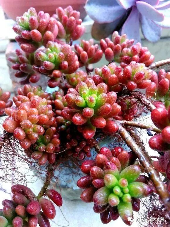 多肉土加 一料 上色快不烂根 猛蹿芽香气浓 肥成多头小胖墩 全网搜