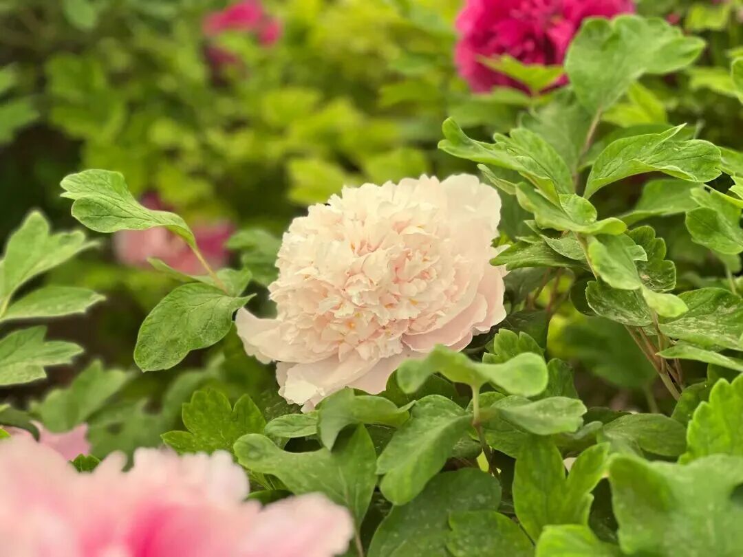 4月春假旅行榜｜挖到被低估的小城，春色比扬州更撩，钻进紫蓝色花海被治愈！