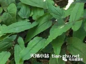 淫羊藿的功效与作用，霪羊藿和枸杞子泡水喝有效果吗？