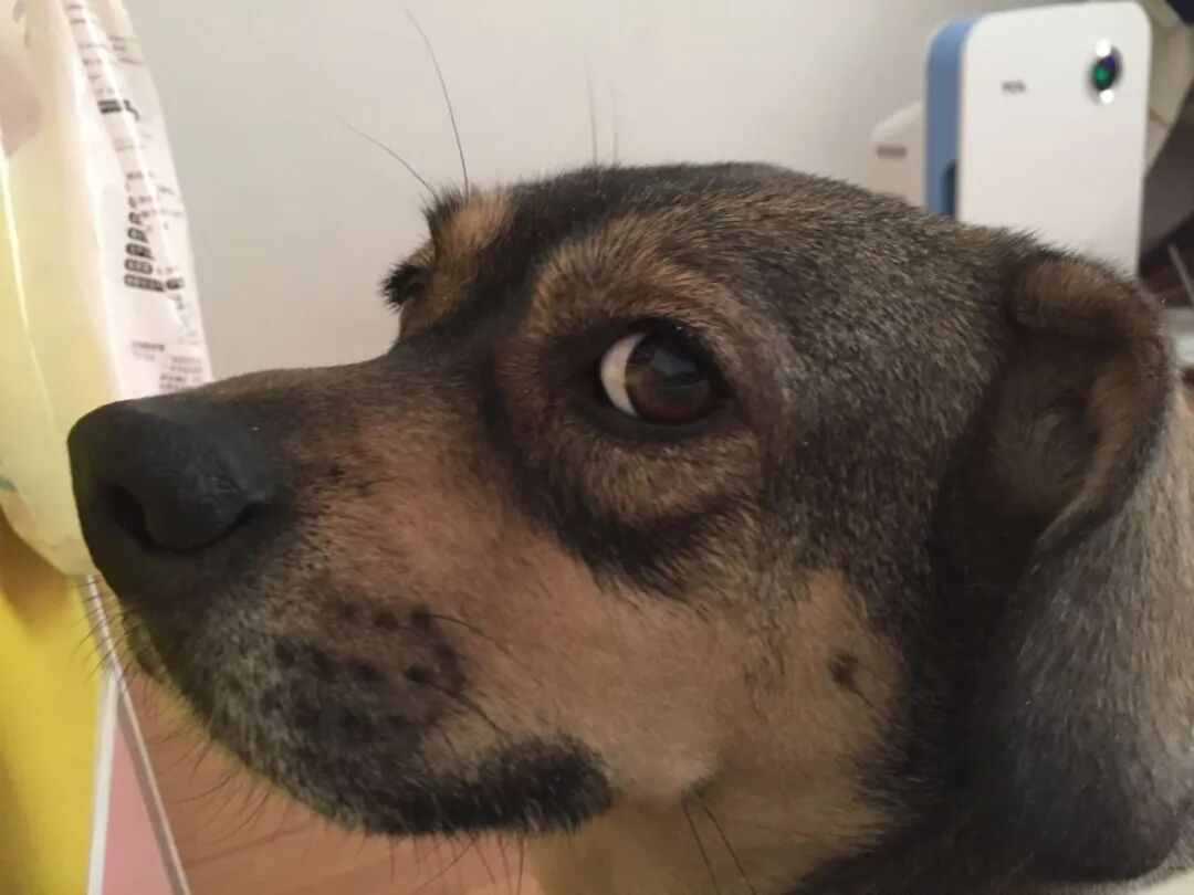 听诊器怎么使用心脏病专栏 ｜ 听诊技巧（上）_https://www.jmylbn.com_新闻资讯_第9张