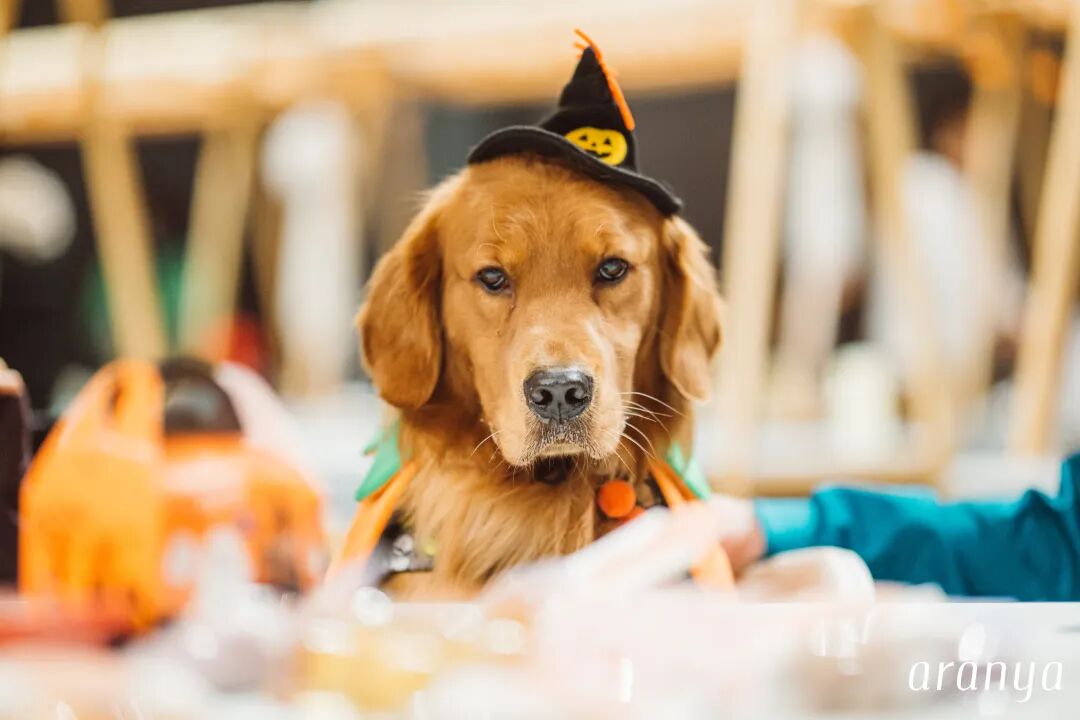 奇妙精灵怎么用来阿那亚·金山岭，与100只“小狗鬼”共度山谷精灵奇妙之旅_https://www.jmylbn.com_新闻资讯_第9张