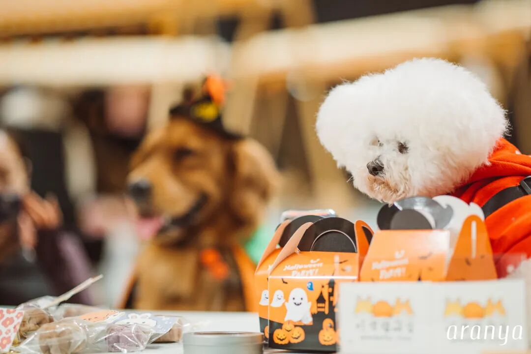 奇妙精灵怎么用来阿那亚·金山岭，与100只“小狗鬼”共度山谷精灵奇妙之旅_https://www.jmylbn.com_新闻资讯_第4张