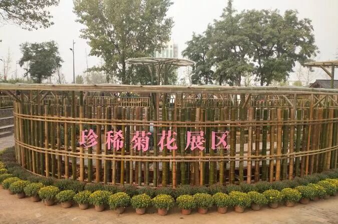 中国开封第37届菊花文化节开幕！多彩活动等你来