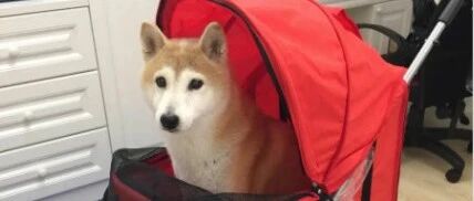 老柴犬被无缘无故打头，铲屎官用这样的方式为狗子报仇...