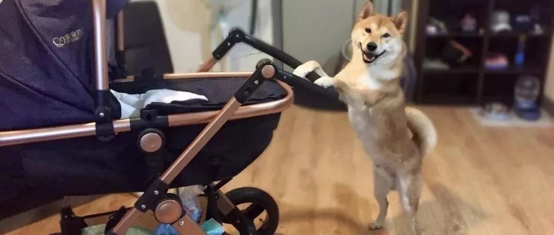 养只柴柴，不这样用，你真亏大了！