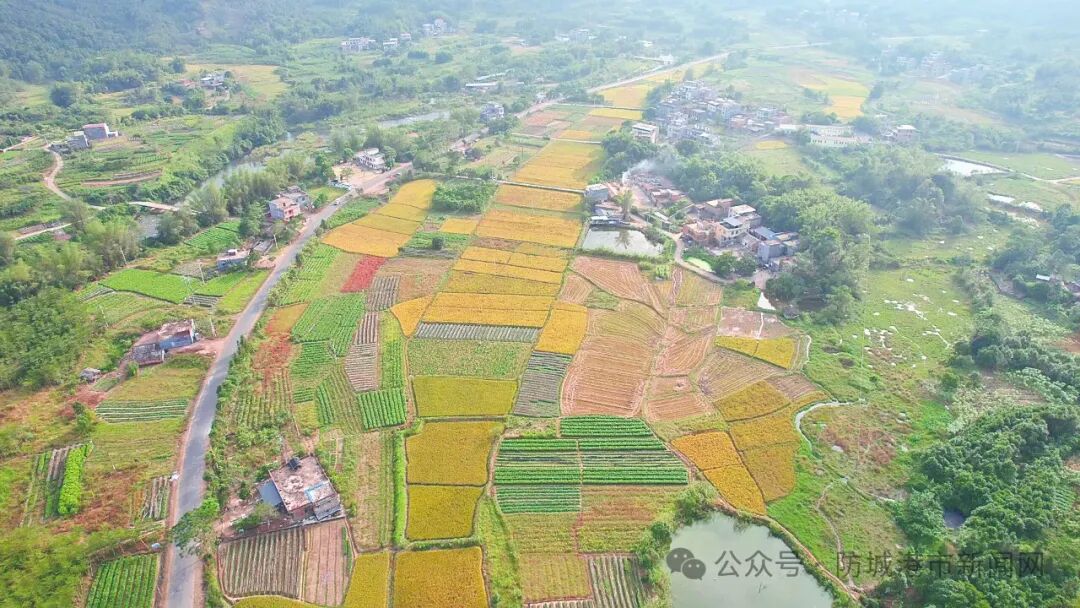 扶隆香料越山过海走世界——防城港市获得国家地理标志产品系列报道之