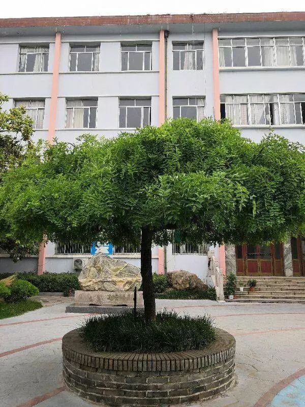 龙爪槐,国槐的一种,位于钱学森像东,树龄30余年.