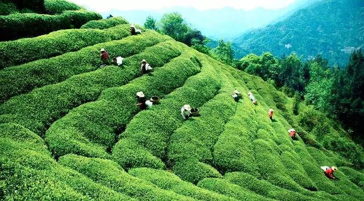 岩茶是什么茶：保留绿茶香不刺激肠胃，还有岩骨花香