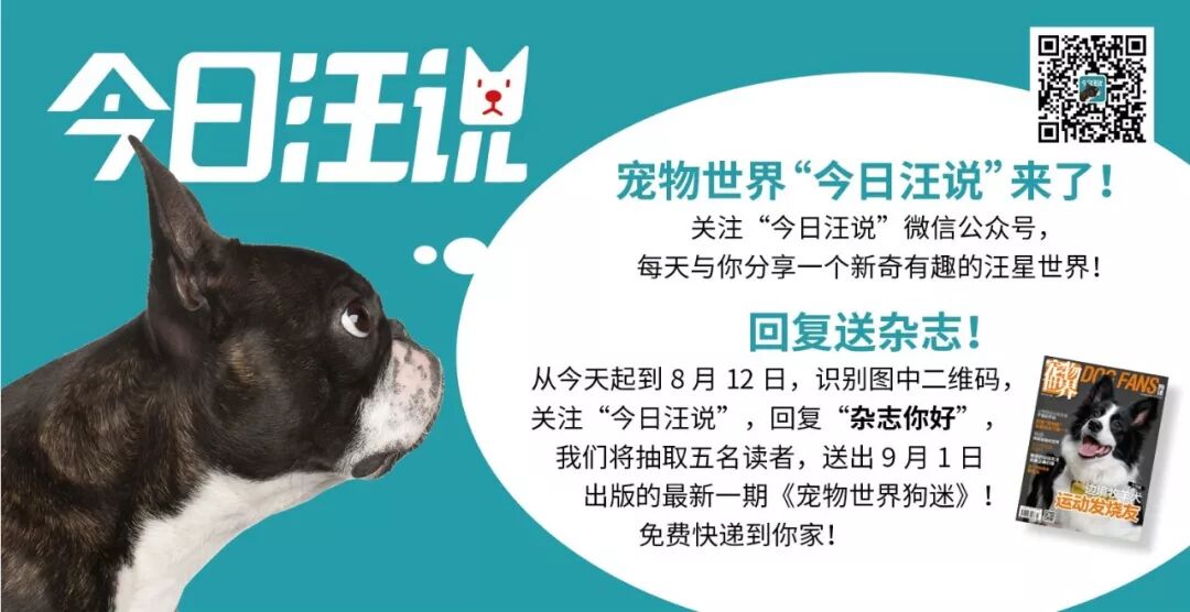 狗狗会因体力不支溺水 也会因你这些举动而亡 宠物世界杂志微信公众号文章