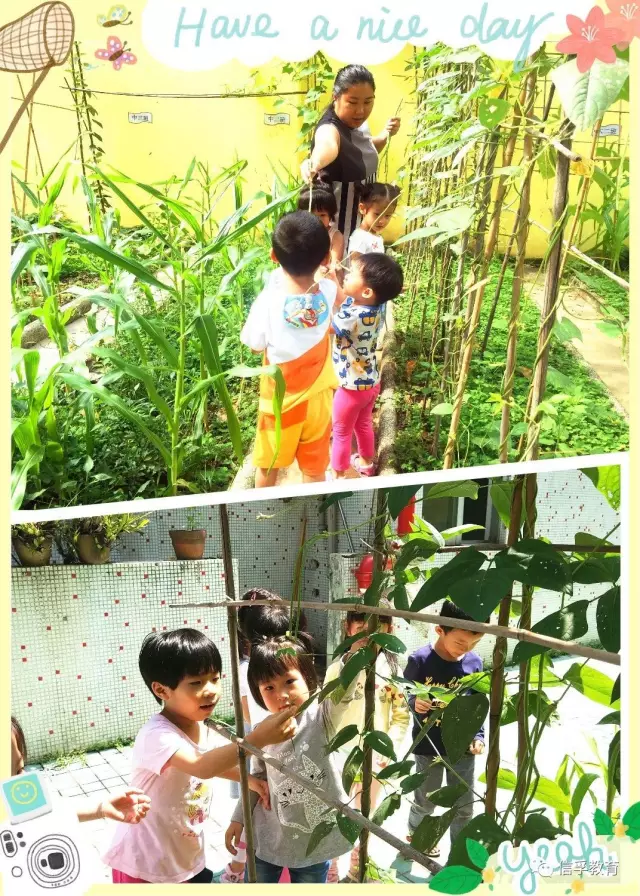 【皇冠幼儿园】在身边的大自然,认识奇妙的朋友 【皇冠幼儿园】在身边的大自然,认识奇妙的朋友