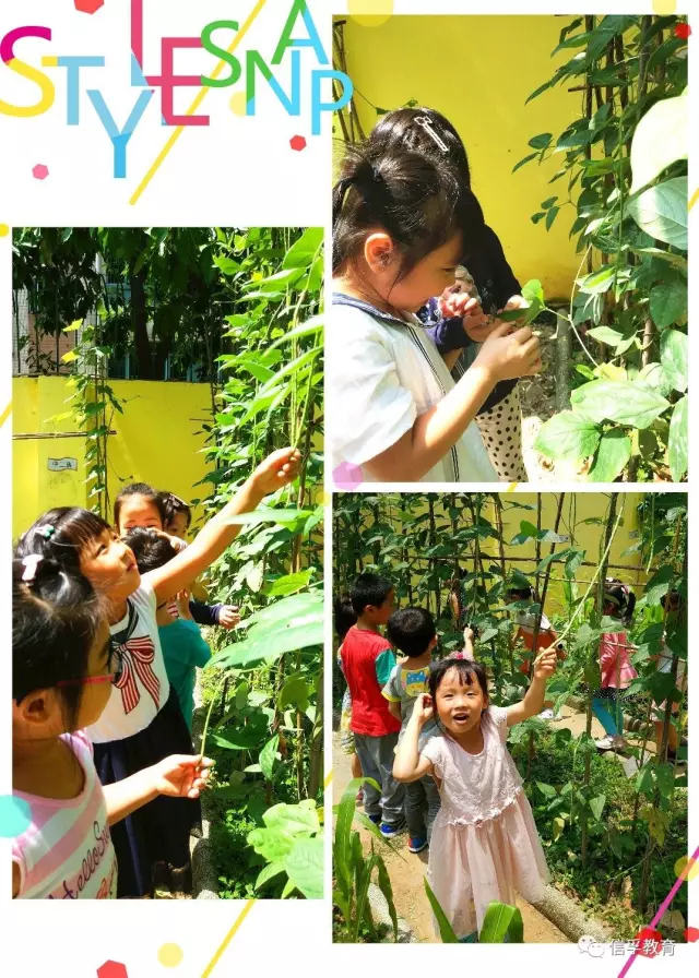 【皇冠幼儿园】在身边的大自然,认识奇妙的朋友 【皇冠幼儿园】在身边的大自然,认识奇妙的朋友