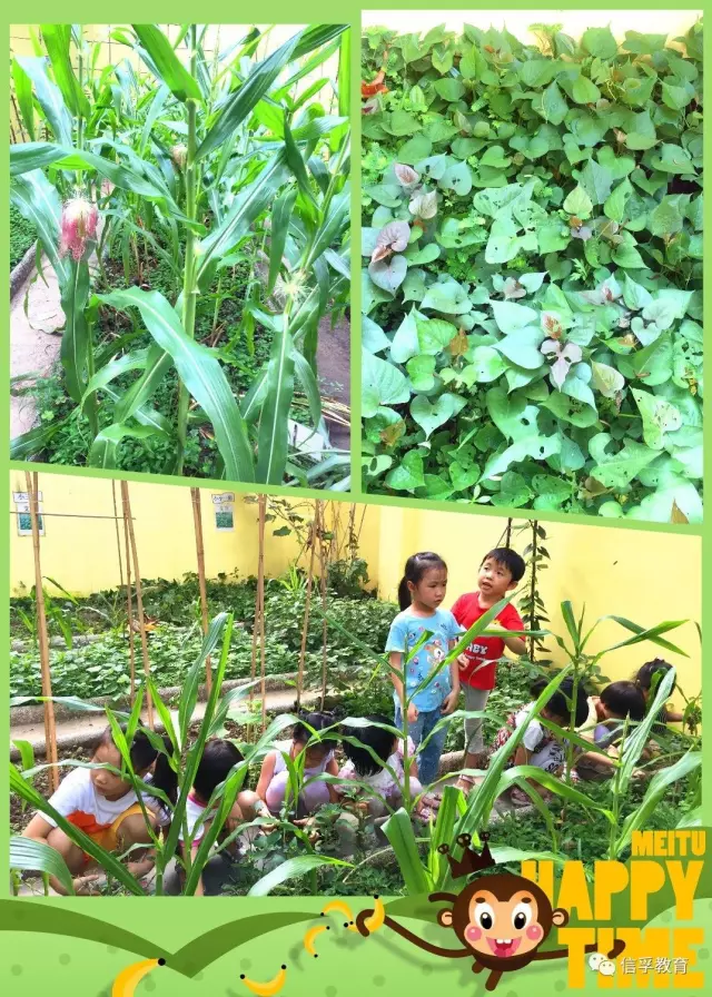 【皇冠幼儿园】在身边的大自然,认识奇妙的朋友 【皇冠幼儿园】在身边的大自然,认识奇妙的朋友
