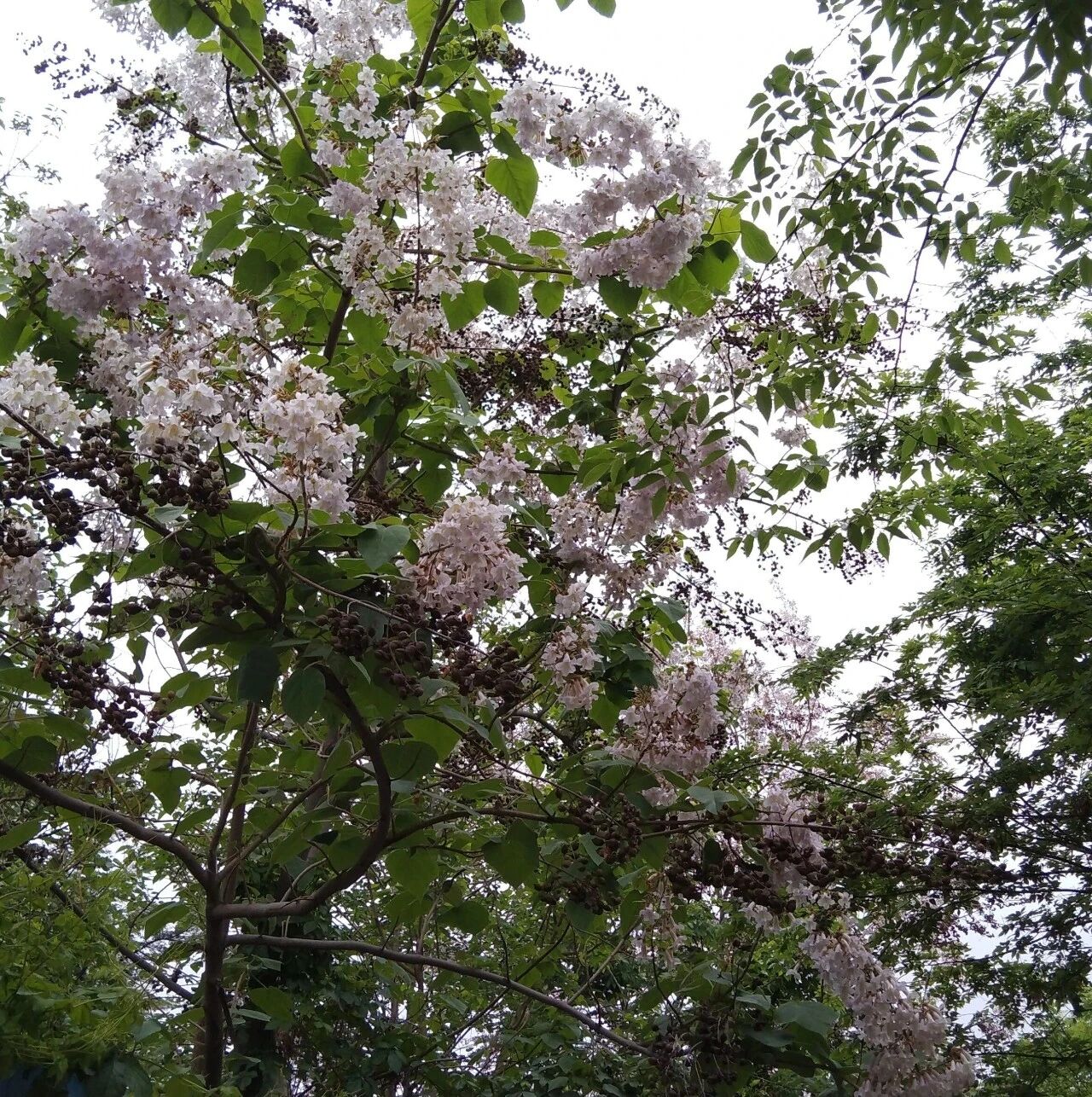 【湿地作文】赵米英：淮安市淮阴区九年级语文月考作文“我就是我”写作指导