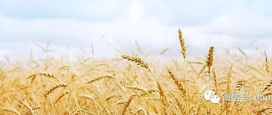 有一种馒头是可以剥着一层层地吃