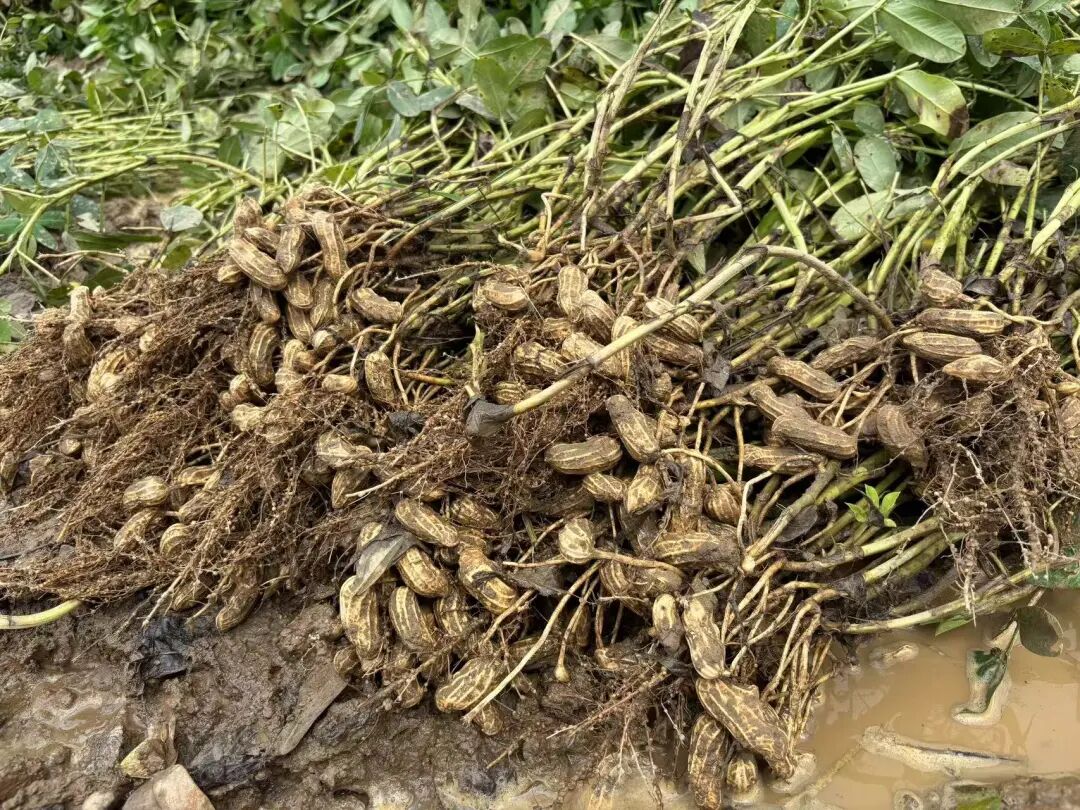 56亩早季花花生喜获丰收