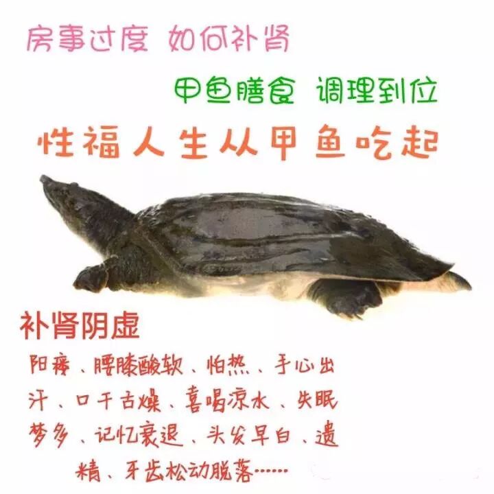 甲鱼营养甲天下,老少皆宜顶瓜瓜