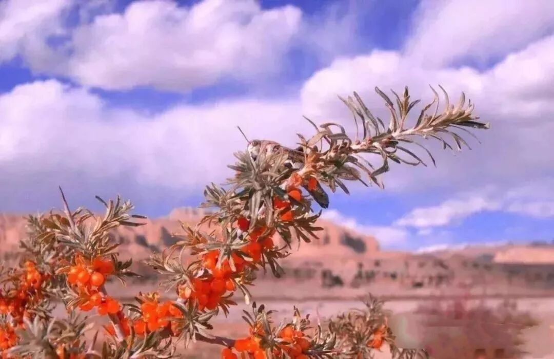 沙棘—水果界的“战神”