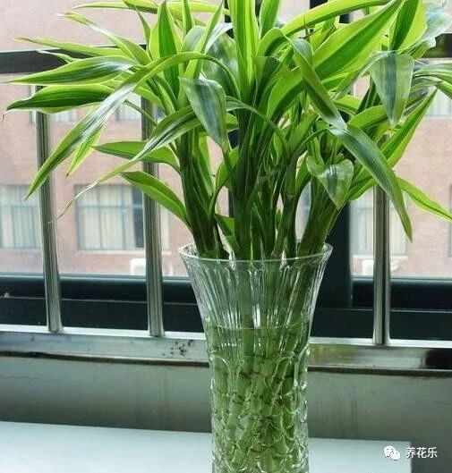 这5种绿植一定要养，既招财也旺人，别忽视