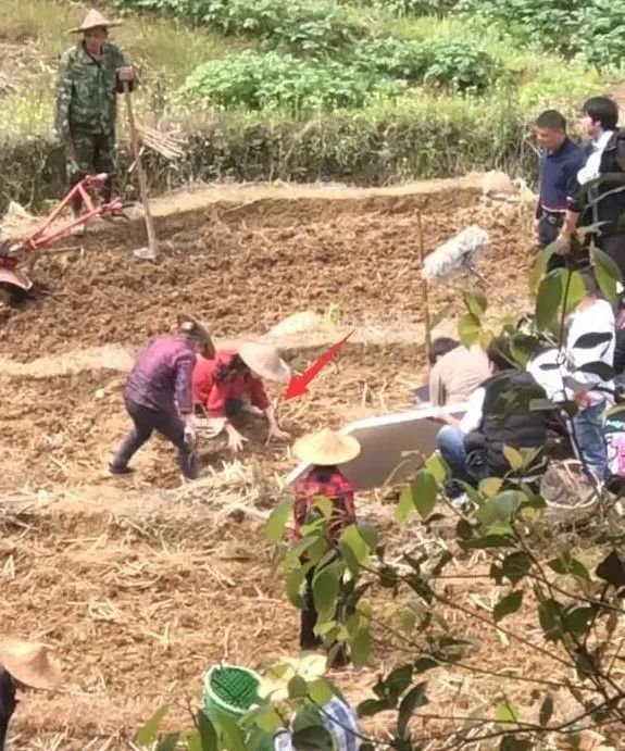 赵丽颖下地干活手法熟练,活脱脱的农村妹子,离婚后状态越来越好-微信头条网 赵丽颖下地干活手法熟练,活脱脱的农村妹子,离婚后状态越来越好
