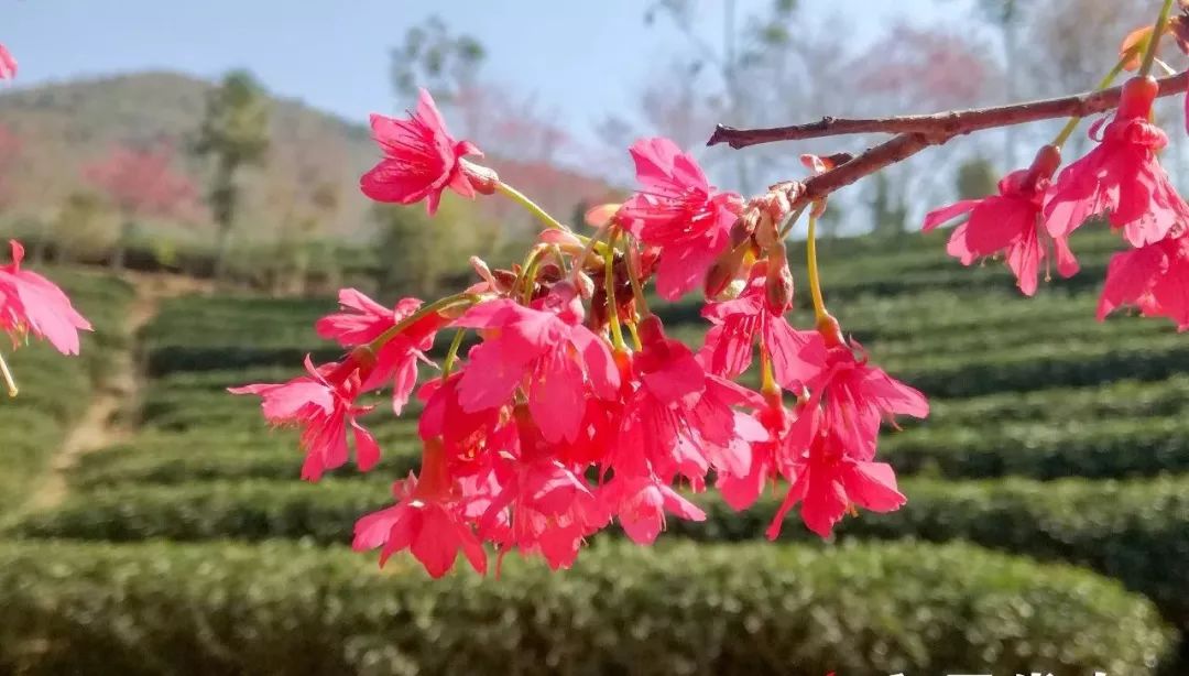 粉红的是红富士,淡粉色的是吉野樱,一般是开春种植,第三年开花.