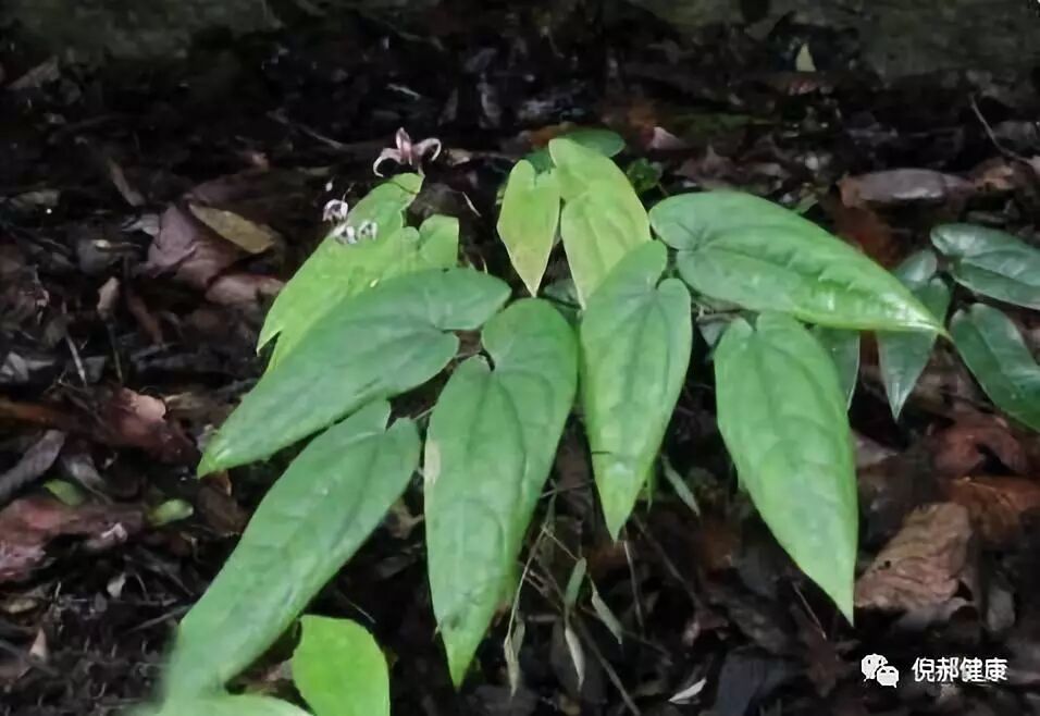 淫羊藿的营养价值和功效