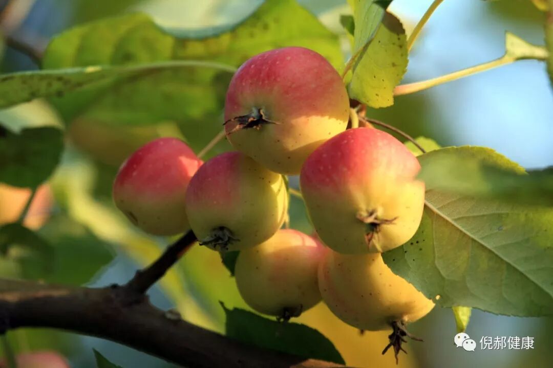 果丹皮的功效与作用_果丹皮的功效与作用会发胖吗_果丹皮的营养价值