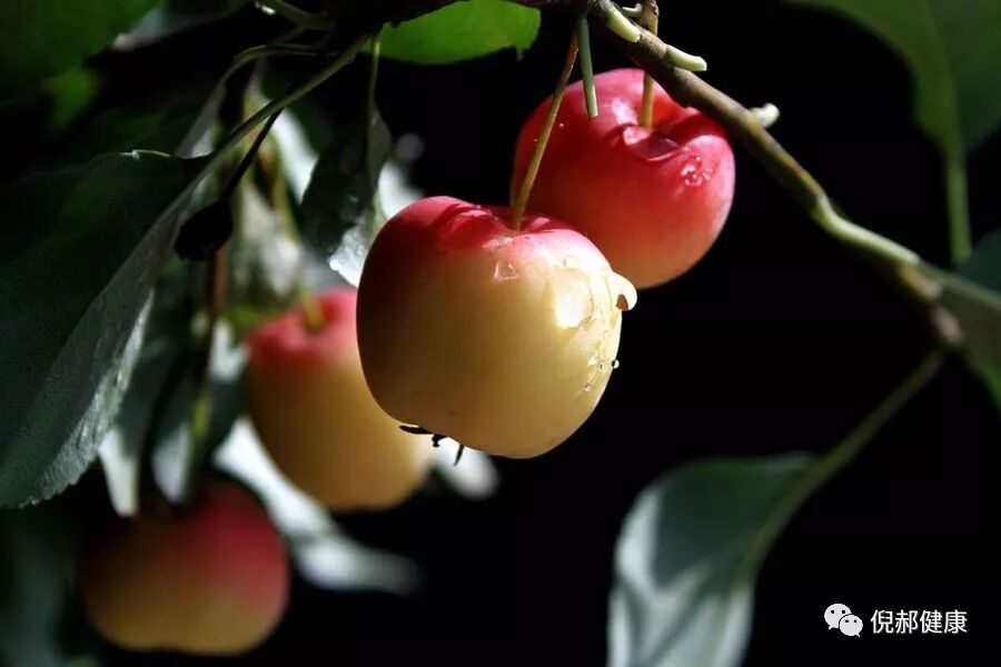 果丹皮的功效与作用 海棠果的功效