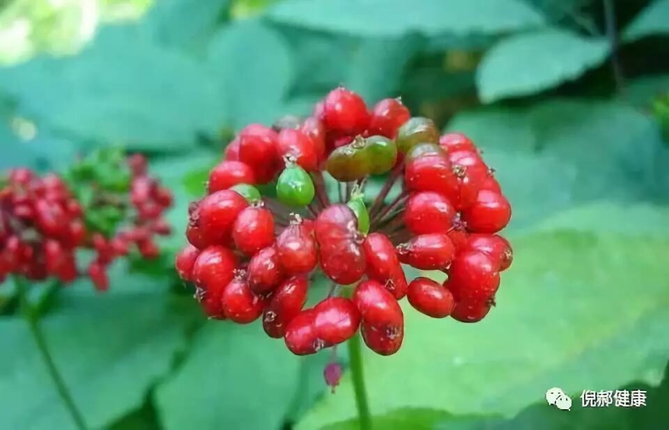 3味中药材泡水喝补肾养心