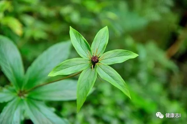 蕁麻疹讓人瘙癢難耐，一天用1草治蕁麻疹，一治一個準 健康 第7張