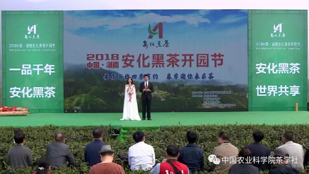 由安化黑茶开园节四个环节解读安化黑茶的崛起之路！