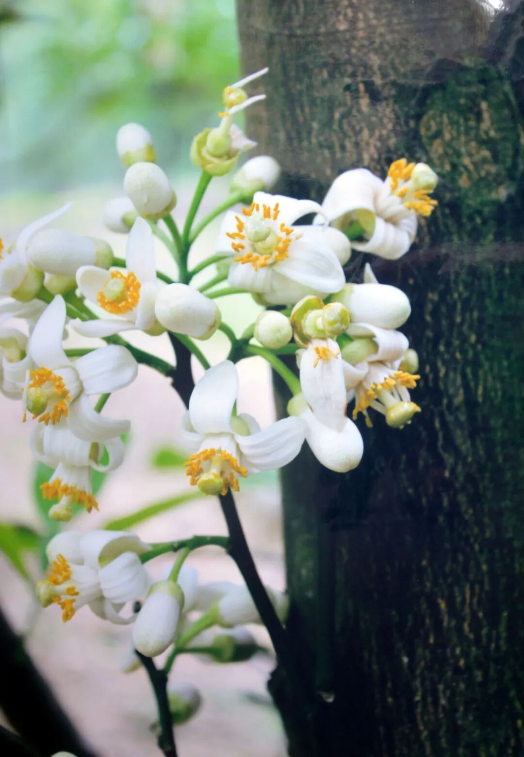 赵善超‖老橘红树(散文) - 化橘红官方网站