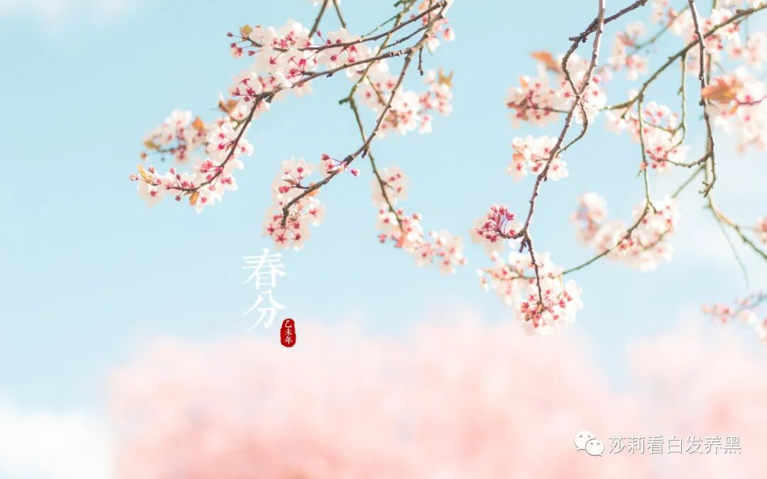 春分至 养生养发应其时